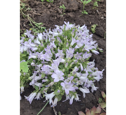 Дзвіночок Портеншлага Liselotte  ( PORTENSHLAGA Liselotte)